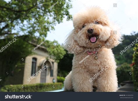 Smiling Toy Poodle Stock Photo 161602253 | Shutterstock