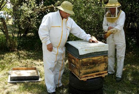 Elevage De Cellules De Reines Et Greffage De Larves L Abeille Du Forez