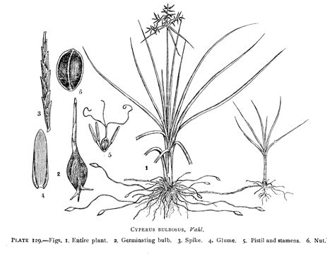 Flora Of Madhya Pradesh: Vol 5