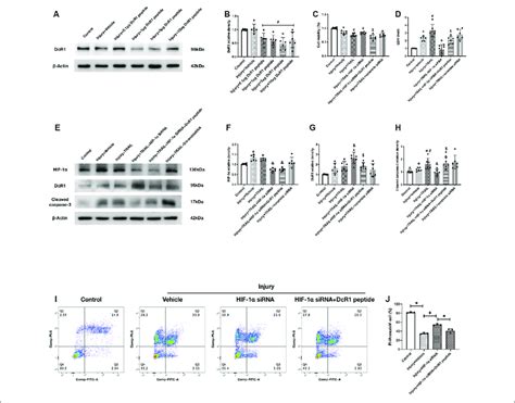 Effect of HIF 1α siRNA TRAIL induced neuronal apoptosis in vitro A