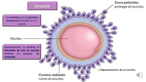 GUÍA N11 CIENC 7 PPT pptx