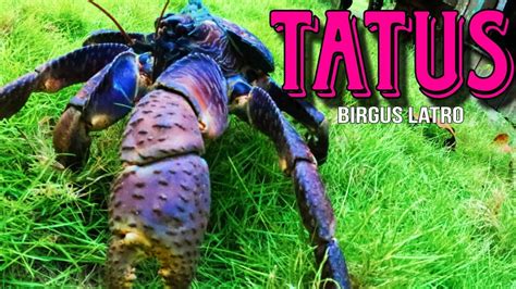 GIANT COCONUT CRAB In Search Of The Biggest Land Crab Of Camiguin