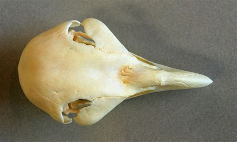 Pithecophaga jefferyi (Philippine Eagle) – skullsite 