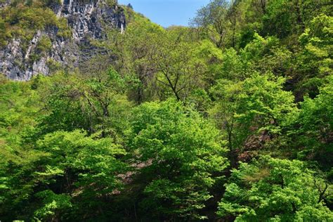 Cen Rio Norte Coreano Floresta Coreana Vermelha Do Pinho Imagem De