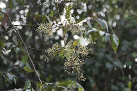 Clematis Zeylanica L Poir Synonym Naravelia Zeylanica Flickr