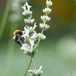 Alle Planten Lavandula X Intermedia Alba Large White