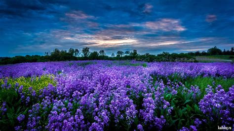Цветочное поле картинки - фото и картинки: 67 штук