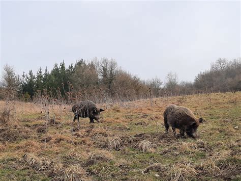 Basurdeak Argazkia Gaur Goizean Eitb Eus Flickr