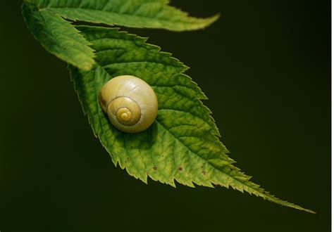 Discover The Beauty Of Snails Free HD Snail Pictures And Images For