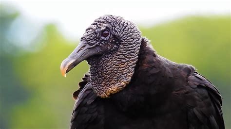 Urubu Preto Coragyps Atratus Black Vulture Urubu De Cabe A Preta