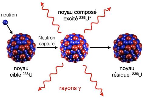 Étude des gammas de capture neutronique des isotopes de l uranium