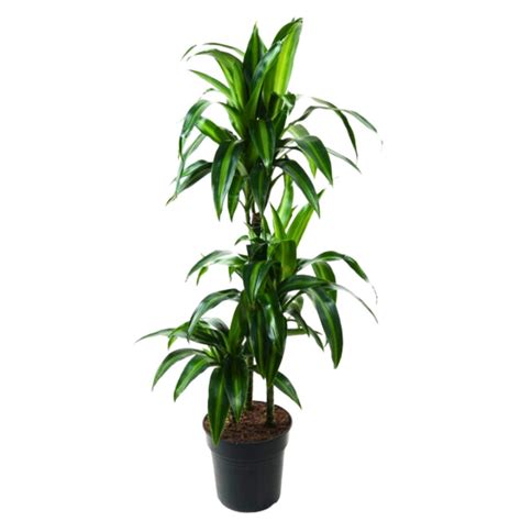 Dracaena Hawaïana 60 30 15 Pot De 21 Cm Coclicoh