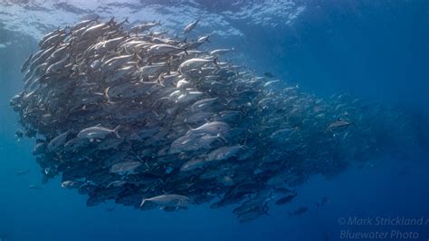 Diving in the Galapagos Islands - Bluewater Dive Travel