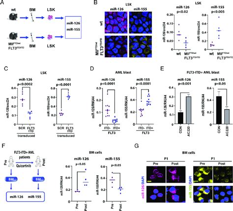 Flt Itd Concurrently Regulates Mir And Mir Expression A And