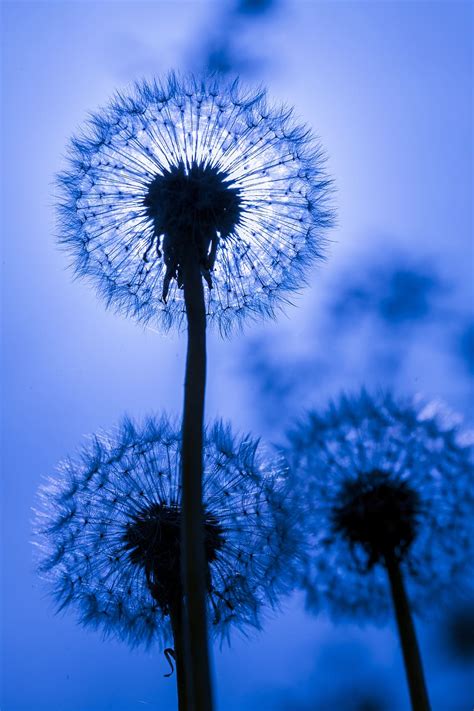 HD wallpaper: dandelion, artistic, blue, texture, colorful, painting, design | Wallpaper Flare