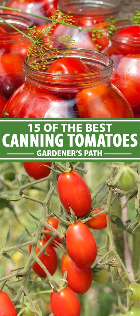 Best Tomatoes To Grow In Louisiana Back Gardener