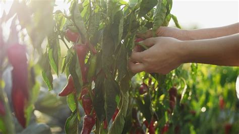 The Farmer Is Harvesting Chili Peppers Stock Footage Videohive