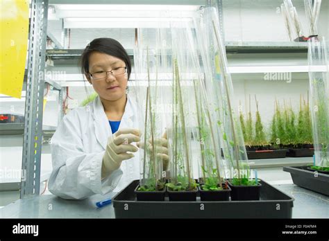 Female Scientist Looking At Plant Sample In Greenhouse Lab Stock Photo