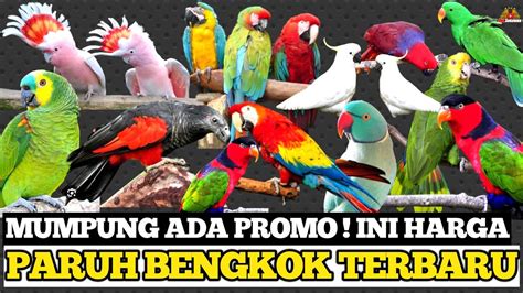 Harga Burung Paruh Bengkok Terbaru Di Kibar Exotic Pets Store Jawa