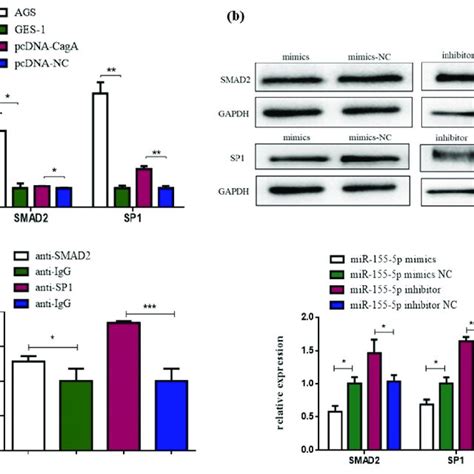 Smad And Sp Were Targets Of Mir P A Qrt Pcr Of Smad And Sp