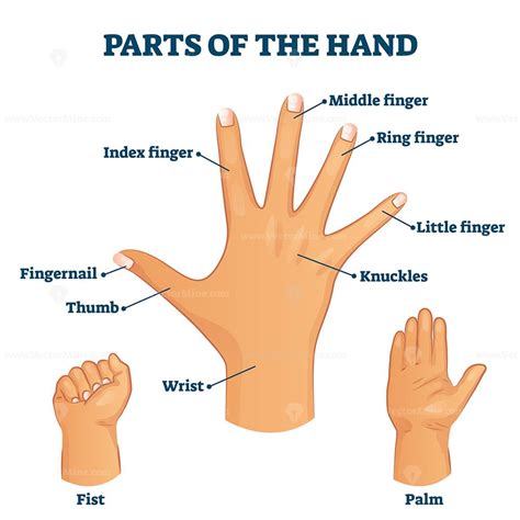 Parts Of The Hand Vocabulary Vector Illustration Vocabulary Part Of