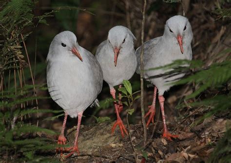 RHYNOCHETOS JUBATUS VERREAUX DES MURS 1860 Calédonie Nouvelle