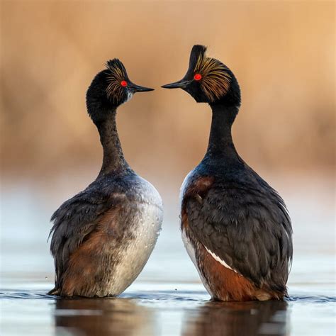 Crowd Results Birds Of The Same Species Facing Each Other Bird