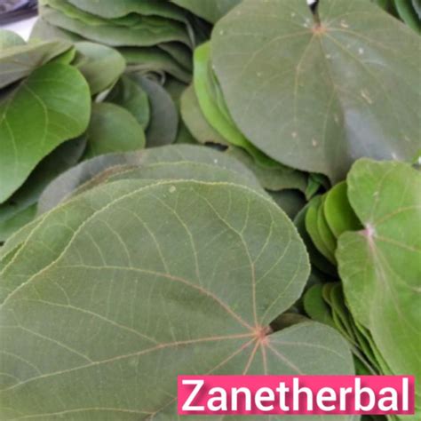 Jual Daun Waru Segar Paket Per 1 Kg Shopee Indonesia