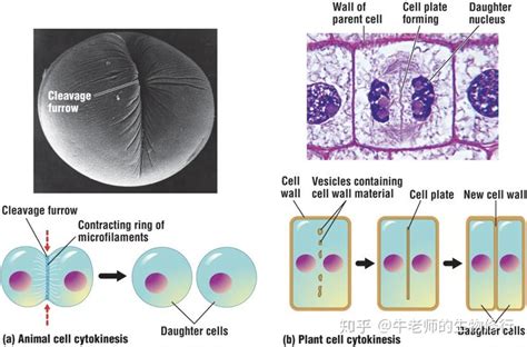 细胞周期(cell cycle)和有丝分裂(mitosis) - 知乎