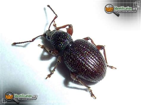 Black Vine Weevil - The Black Vine Weevil will eat most any plant ...