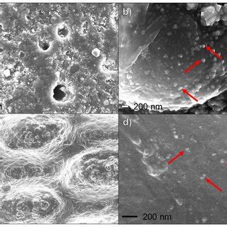 Scanning electron microscopy (SEM) morphological characterization of ...