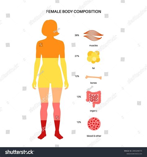 Human Body Composition Infographic Diagram Female Stock Vector Royalty