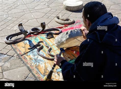 Snake Charmer At Djemma El Fna Square Marrakech Morocco Stock Photo