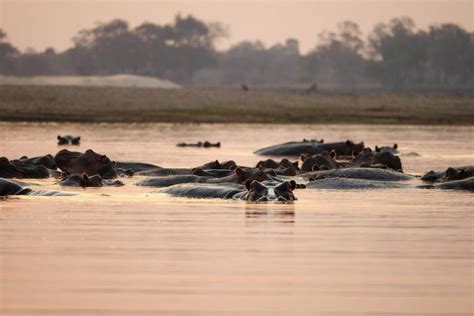 Chobe Safari Day Trip From Victoria Falls Getyourguide