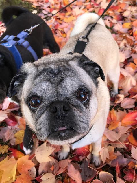 We hope you know how much we loved you. : r/pugs