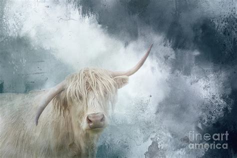 Cool Albino Highland Cow Photograph by Elisabeth Lucas