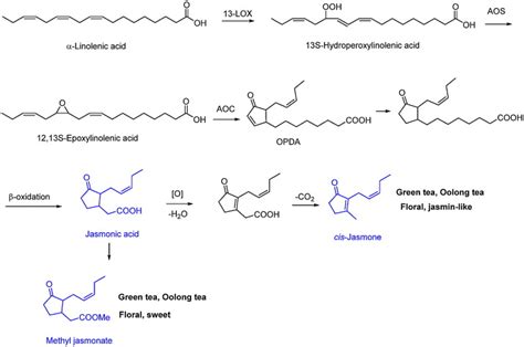 Methyl Jasmonate Biosynthetic Pathway [25 29] Download Scientific