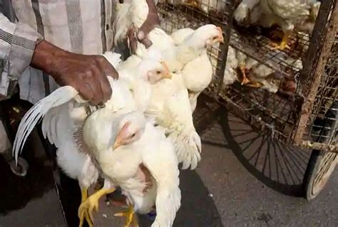 Culling Of Nearly 4000 Chickens Ducks Starts In Jharkhand Amid Bird Flu