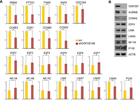 Figure S A Rt Qpcr Analysis Of Mrna Levels Of Cell Cycle Genes And