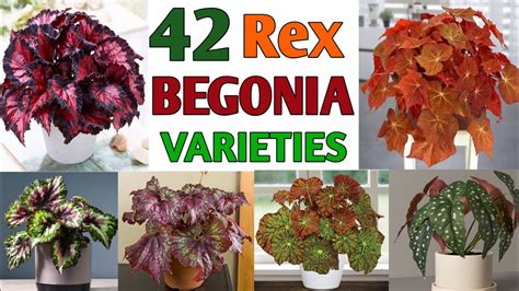 Different Types Of Rex Begonias High Quality Sale Meesenburg Kz