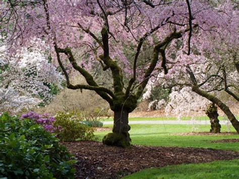 Washington Park Arboretum Loop Trail Grand Opening — Seattle Japanese