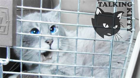 Talking Kitty Cat 34 - Save Gibson - YouTube