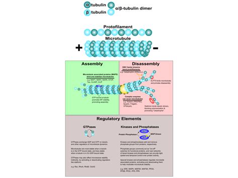 Pathways Dynamique Des Microtubules Anticorps Enligne Fr