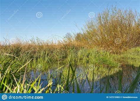 Hierba Verde De La Primavera Con La Reflexi N En Agua Como Fondo Imagen