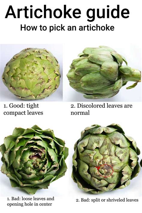 Artichokes Everything You Need To Know Ask The Food Geek