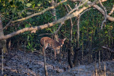 Sundarbans Mangrove Forest Stock Photo | Adobe Stock