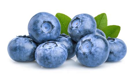 Titan Blueberry Plants For Sale Rabbiteye Blueberry Plants Willis