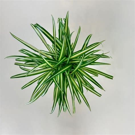 Spider Plant Uncle Johns Home And Garden