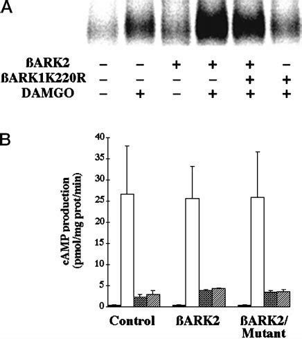 Effects Of Overexpressing Ark On Damgo Induced Phosphorylation And