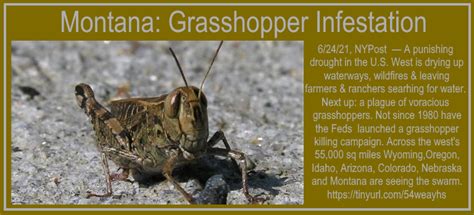 USA Swarms Of Grasshoppers Hit West JESUS OUR BLESSED HOPE